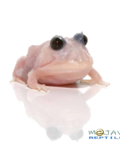MUTANT SNOW WHITE PACMAN FROGS FOR SALE