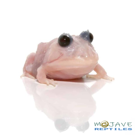 MUTANT SNOW WHITE PACMAN FROGS FOR SALE