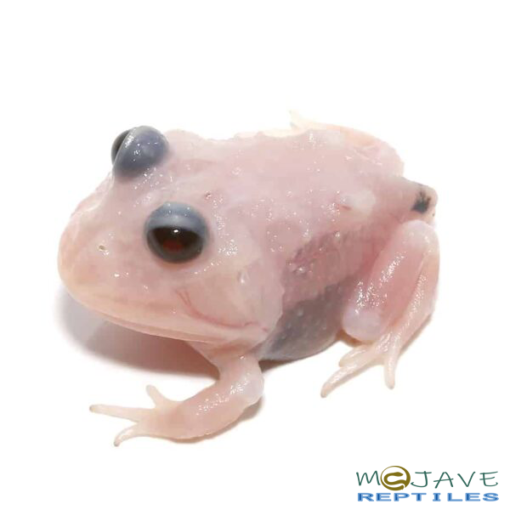 MUTANT SNOW WHITE PACMAN FROGS FOR SALE - Image 2