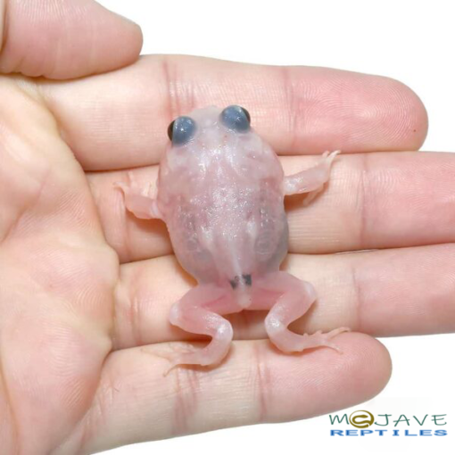 MUTANT SNOW WHITE PACMAN FROGS FOR SALE - Image 3