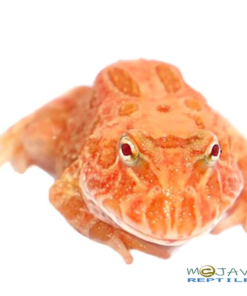 STARFIRE PACMAN FROGS FOR SALE