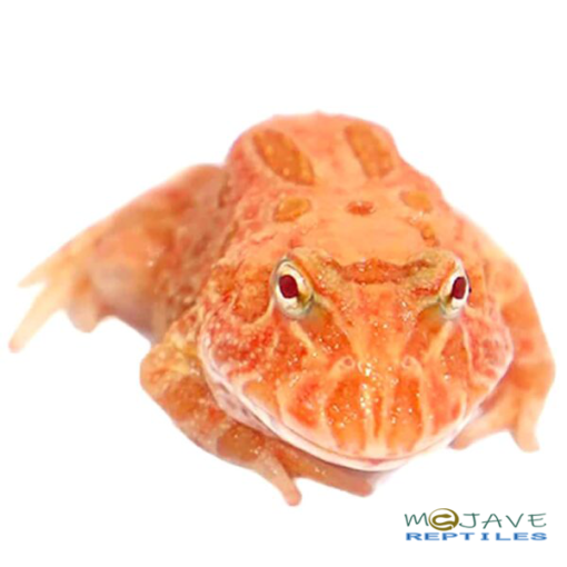 STARFIRE PACMAN FROGS FOR SALE