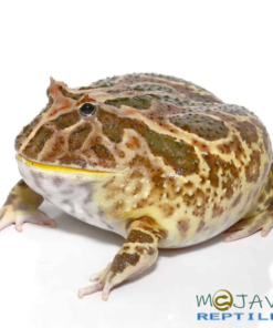 NON-ALBINO STRAWBERRY PACMAN FROG FOR SALE