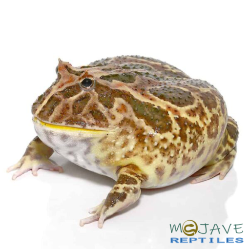NON-ALBINO STRAWBERRY PACMAN FROG FOR SALE