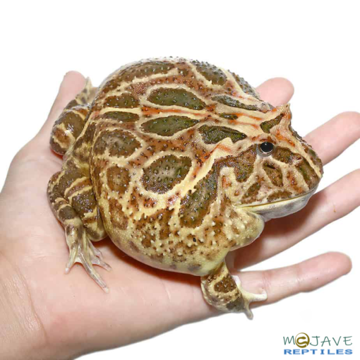 NON-ALBINO STRAWBERRY PACMAN FROG FOR SALE - Image 2