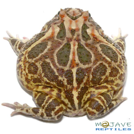 NON-ALBINO STRAWBERRY PACMAN FROG FOR SALE - Image 3