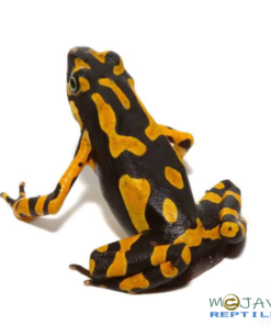 ORANGE ATELOPUS TOADS FOR SALE