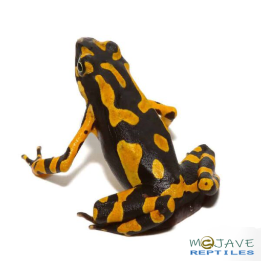ORANGE ATELOPUS TOADS FOR SALE