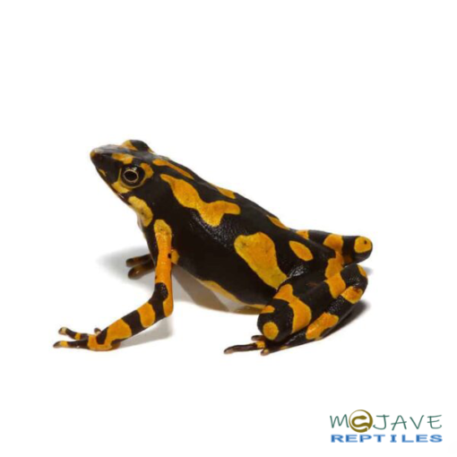 ORANGE ATELOPUS TOADS FOR SALE - Image 2