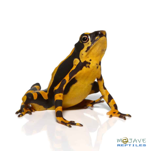 ORANGE ATELOPUS TOADS FOR SALE - Image 3