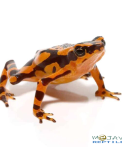 ORANGE HARLEQUIN TOADS FOR SALE