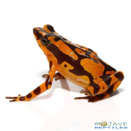 ORANGE HARLEQUIN TOADS FOR SALE - Image 2