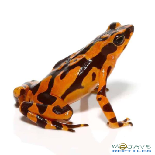 ORANGE HARLEQUIN TOADS FOR SALE - Image 3