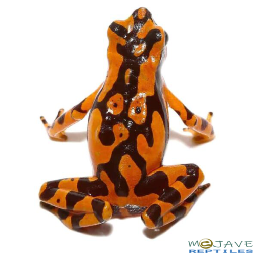 ORANGE HARLEQUIN TOADS FOR SALE - Image 4
