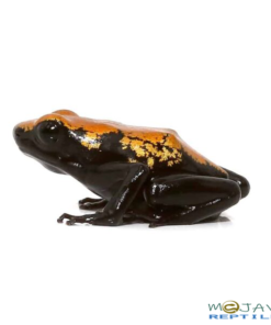 ORANGE SPLASHBACK DART FROGS FOR SALE.