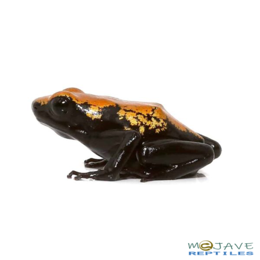 ORANGE SPLASHBACK DART FROGS FOR SALE.
