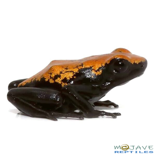 ORANGE SPLASHBACK DART FROGS FOR SALE. - Image 2
