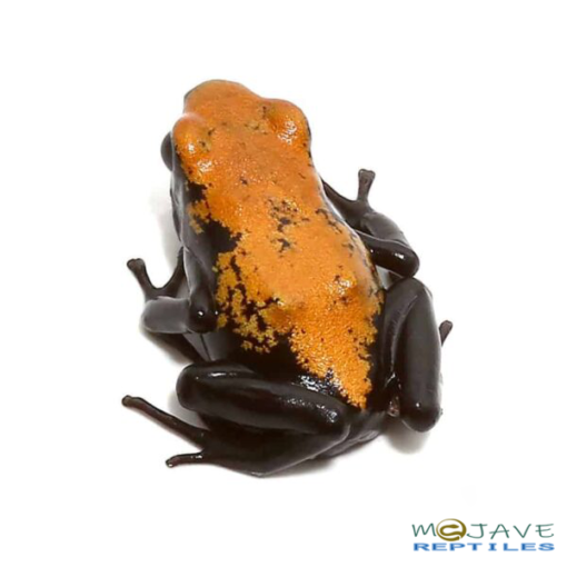 ORANGE SPLASHBACK DART FROGS FOR SALE. - Image 3