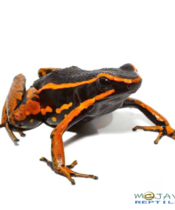 ORANGE TRIVITTATUS DART FROGS FOR SALE