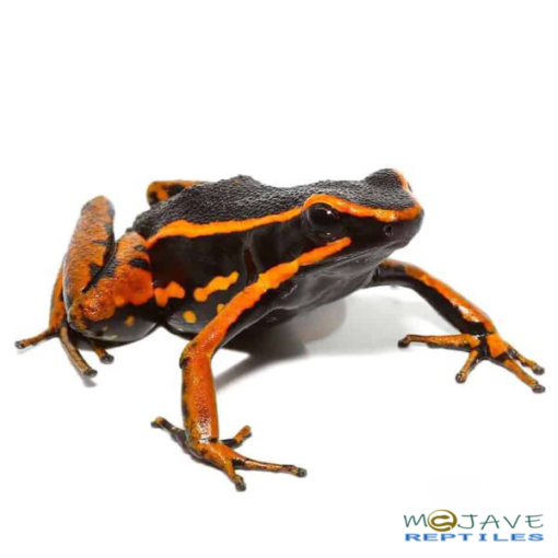 ORANGE TRIVITTATUS DART FROGS FOR SALE