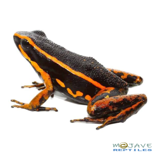 ORANGE TRIVITTATUS DART FROGS FOR SALE - Image 2