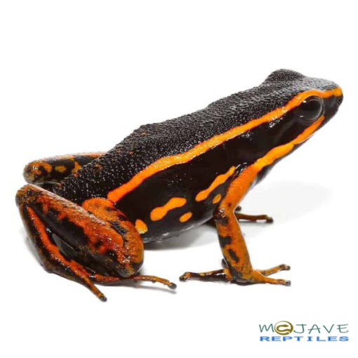 ORANGE TRIVITTATUS DART FROGS FOR SALE - Image 3