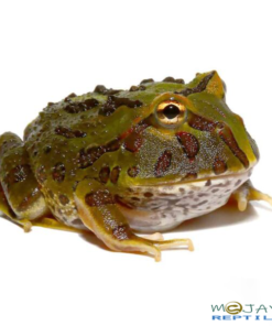 ORNITA PACMAN FROGS FOR SALE