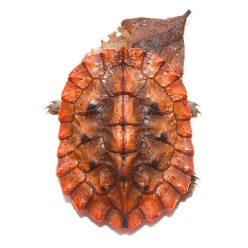 BABY PERUVIAN HIGH RED MATA MATA TURTLES FOR SALE. - Image 3