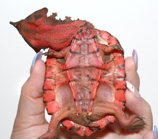 BABY PERUVIAN HIGH RED MATA MATA TURTLES FOR SALE. - Image 4