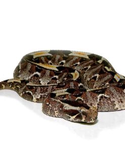 RHINO VIPER FOR SALE.