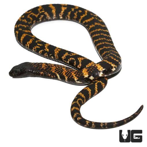 RINKHAL'S SPITTING COBRAS FOR SALE - Image 2