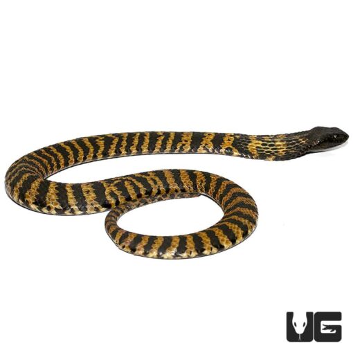 RINKHAL'S SPITTING COBRAS FOR SALE - Image 3