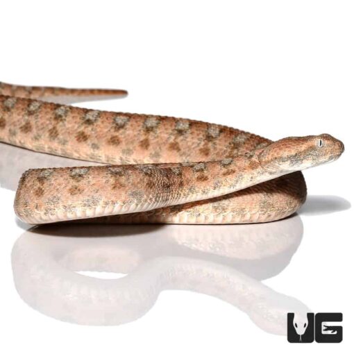 PALESTINE SAW SCALE VIPER FOR SALE