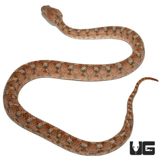 PALESTINE SAW SCALE VIPER FOR SALE - Image 2