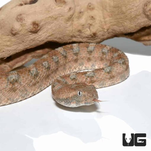 PALESTINE SAW SCALE VIPER FOR SALE - Image 3