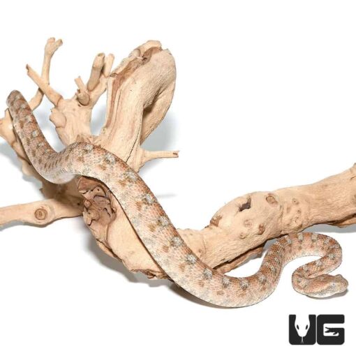 PALESTINE SAW SCALE VIPER FOR SALE - Image 4