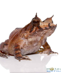 SOLOMON ISLAND EYELASH FROGS FOR SALE
