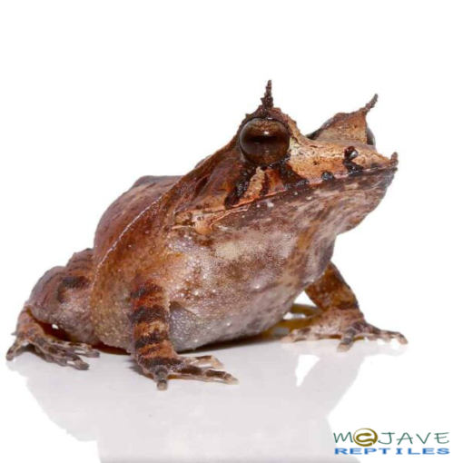 SOLOMON ISLAND EYELASH FROGS FOR SALE