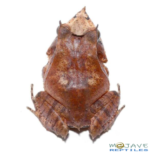 SOLOMON ISLAND EYELASH FROGS FOR SALE - Image 2