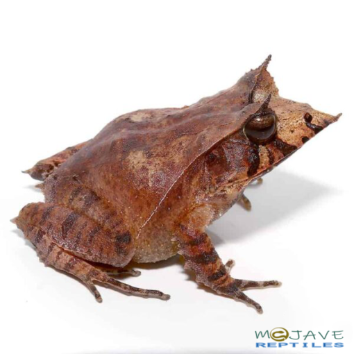 SOLOMON ISLAND EYELASH FROGS FOR SALE - Image 3