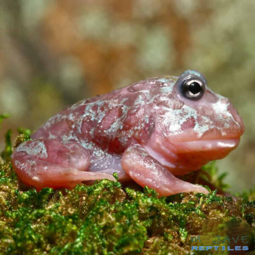 MUTANT BLUE GRANITE PACMAN FROGS FOR SALE - Image 2