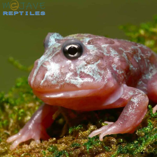 MUTANT BLUE GRANITE PACMAN FROGS FOR SALE - Image 3