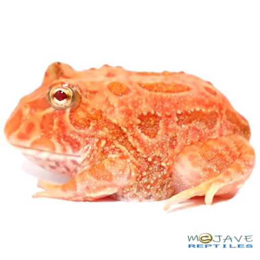 STARFIRE PACMAN FROGS FOR SALE - Image 2