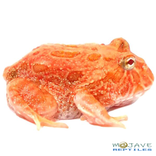 STARFIRE PACMAN FROGS FOR SALE - Image 3