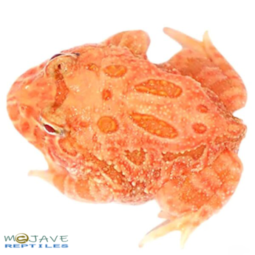 STARFIRE PACMAN FROGS FOR SALE - Image 4