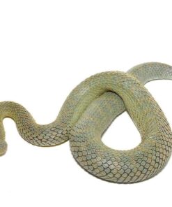 ADULT GREEN PATTERNLESS SQUAMIGERA BUSH VIPERS FOR SALE