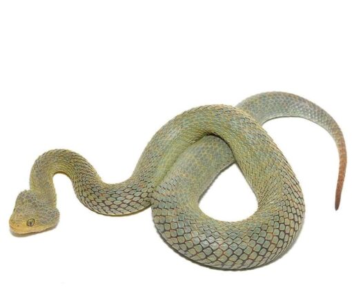 ADULT GREEN PATTERNLESS SQUAMIGERA BUSH VIPERS FOR SALE