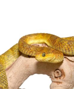SQUAMIGERA BUSH VIPERS FOR SALE