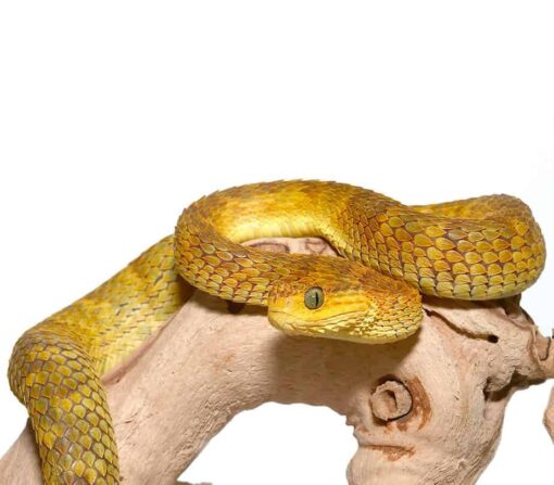 ADULT YELLOW SQUAMIGERA BUSH VIPERS FOR SALE
