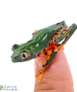 SUPER TIGERLEG MONKEY TREE FROGS FOR SALE